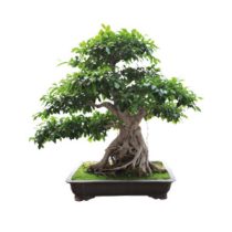 dropdown-3 dropdown-3